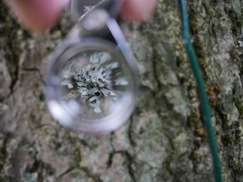 Physcia adscendens Physcia adscendens