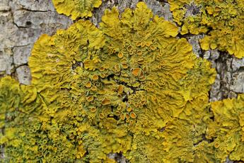Xanthoria parietina Xanthoria parietina
