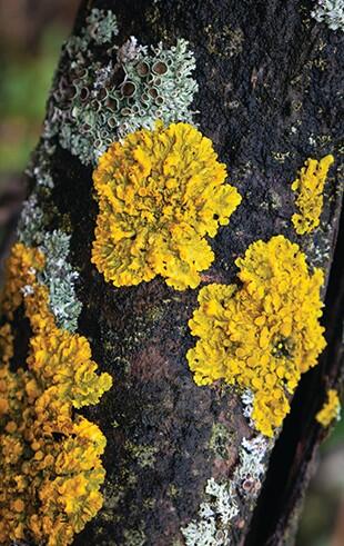 Plusieurs espèces de lichens sur un arbre