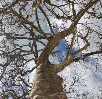 Un platane en hiver