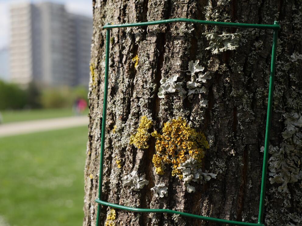 Lichens sur arbre avec grille