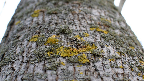Lichens sur arbre