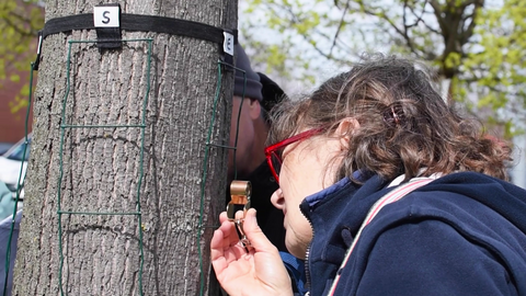 Personne observant les lichens sur un arbre à travers une loupe