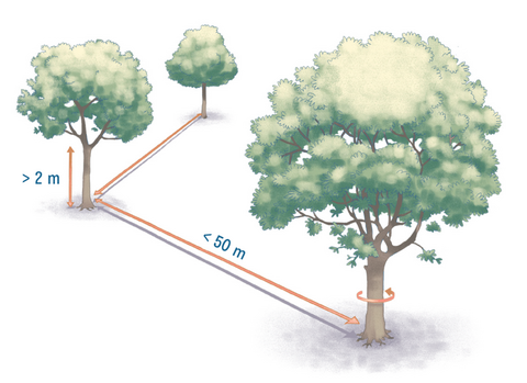 Trois arbres