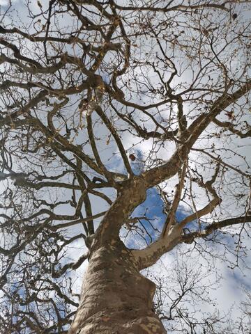 Un platane en hiver